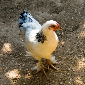 Schneewittchen-2hk.jpg