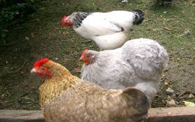 Hühner 7.jpg