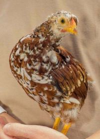 Hennen-Küken braun porzellan 1.jpg