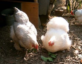 Valerie und Evelin 1.jpg