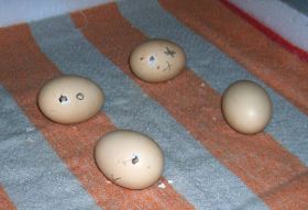 Eier angepickt 1.jpg
