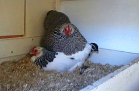 Eckert Huhn 1.jpg