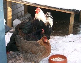 Robert mit Adele und Henriette.jpg