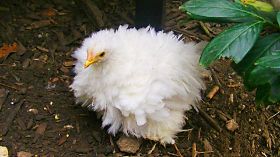 A Küken 3.jpg