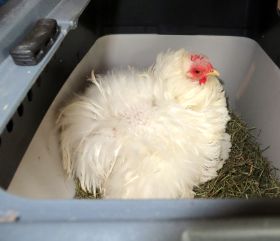 Elfriede in Box 1.jpg