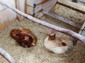 Lilli und Greta Sandbad im Stall.jpg