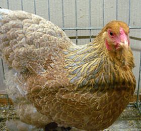 1 Zwerg-Brahma rebhuhnfarbig-blaugebändert 11.jpg