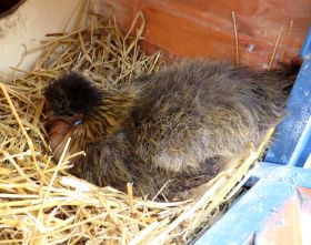 Sofie im Nest a1.jpg
