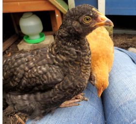 Josefine und HEdwig - Kopie.jpg