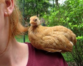 Hedwig auf Schulter 2.jpg