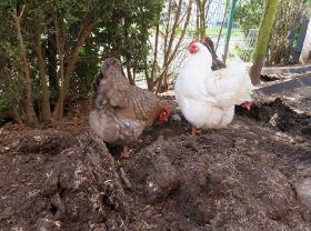 Hermine und POauline auf dem Acker.jpg