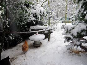 Hedwig im Schnee.jpg