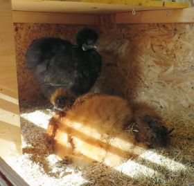 Marlene und Anna im Terrarium 1.jpg