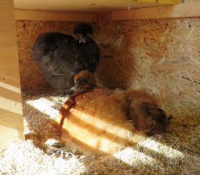 Marlene und Anna im Terrarium 2.jpg