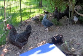 marans und küken.jpg