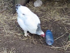 Frida mit flasche 3.jpg