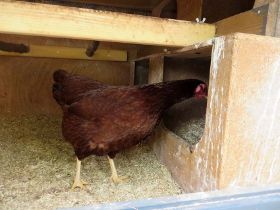 Gerlinde sucht Nest a.jpg