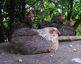 MArans Roberta 1.jpg