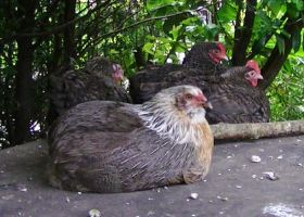 MArans Roberta.jpg