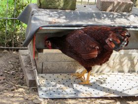 Walburga am Futterautomat.jpg