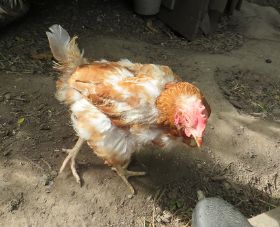 Hannelore1.jpg