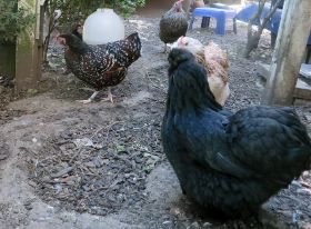 Dafne und Irmchen (1).jpg
