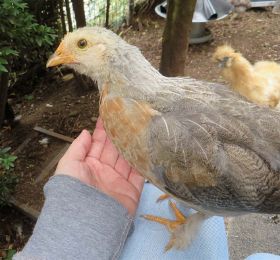 Küken auf meinem Arm 8.jpg