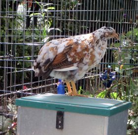 Rosalie auf Futterautomat.jpg